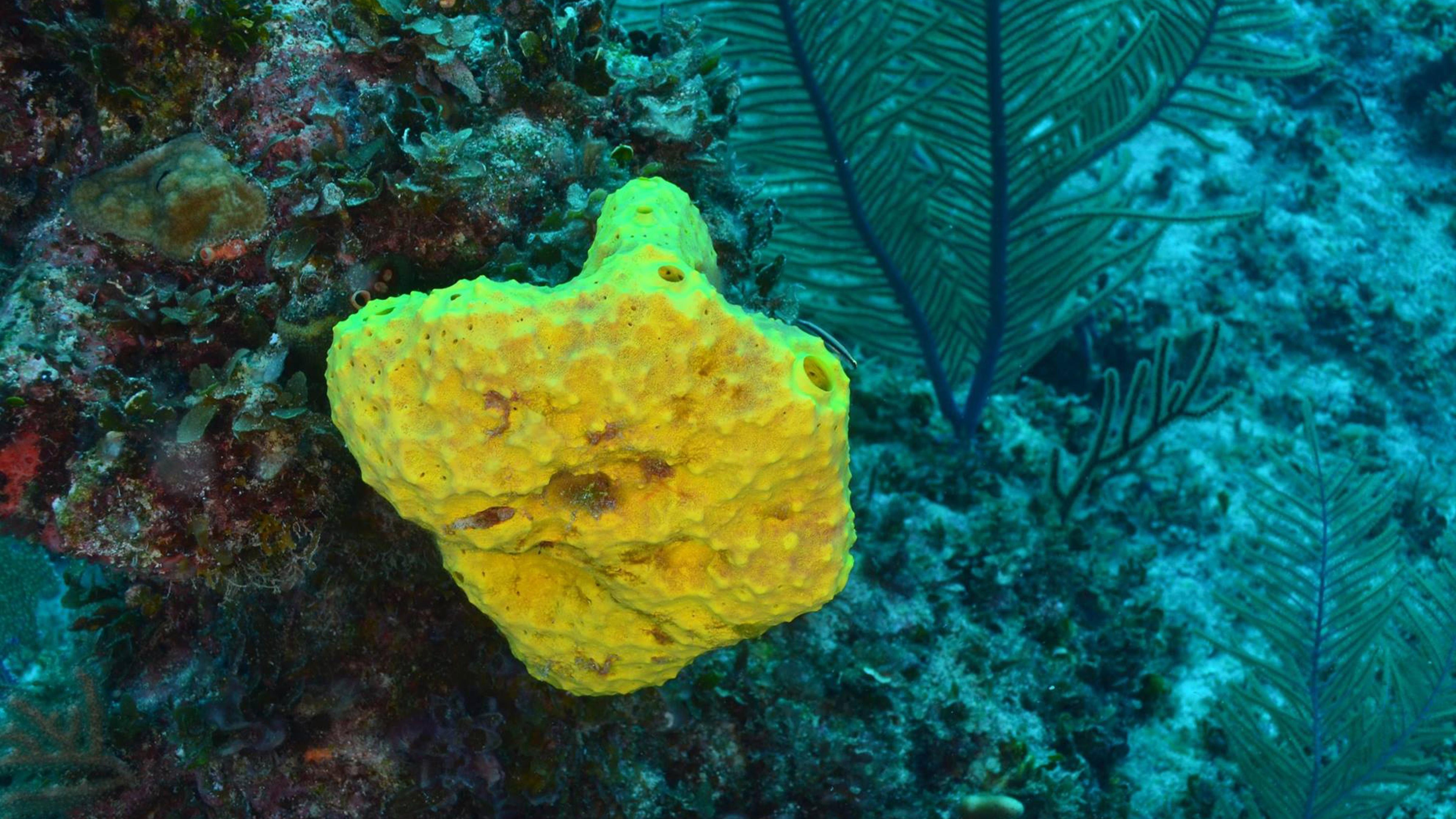 Sponges Oldest Creatures in the Sea?